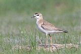 Mountain Plover